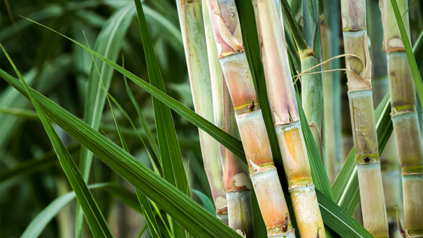 Precision farming in sugarcane fields