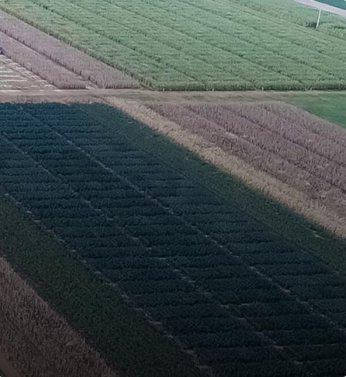 Digital tool helps reduce application in soybean, corn, and cotton crops