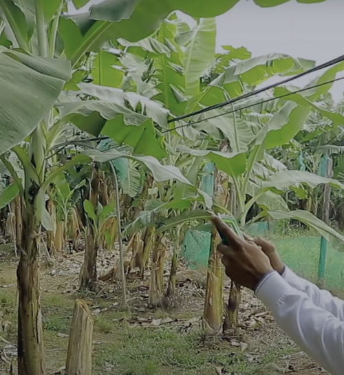 CAIS' Battle Against Sigatoka with Cropwise Protector