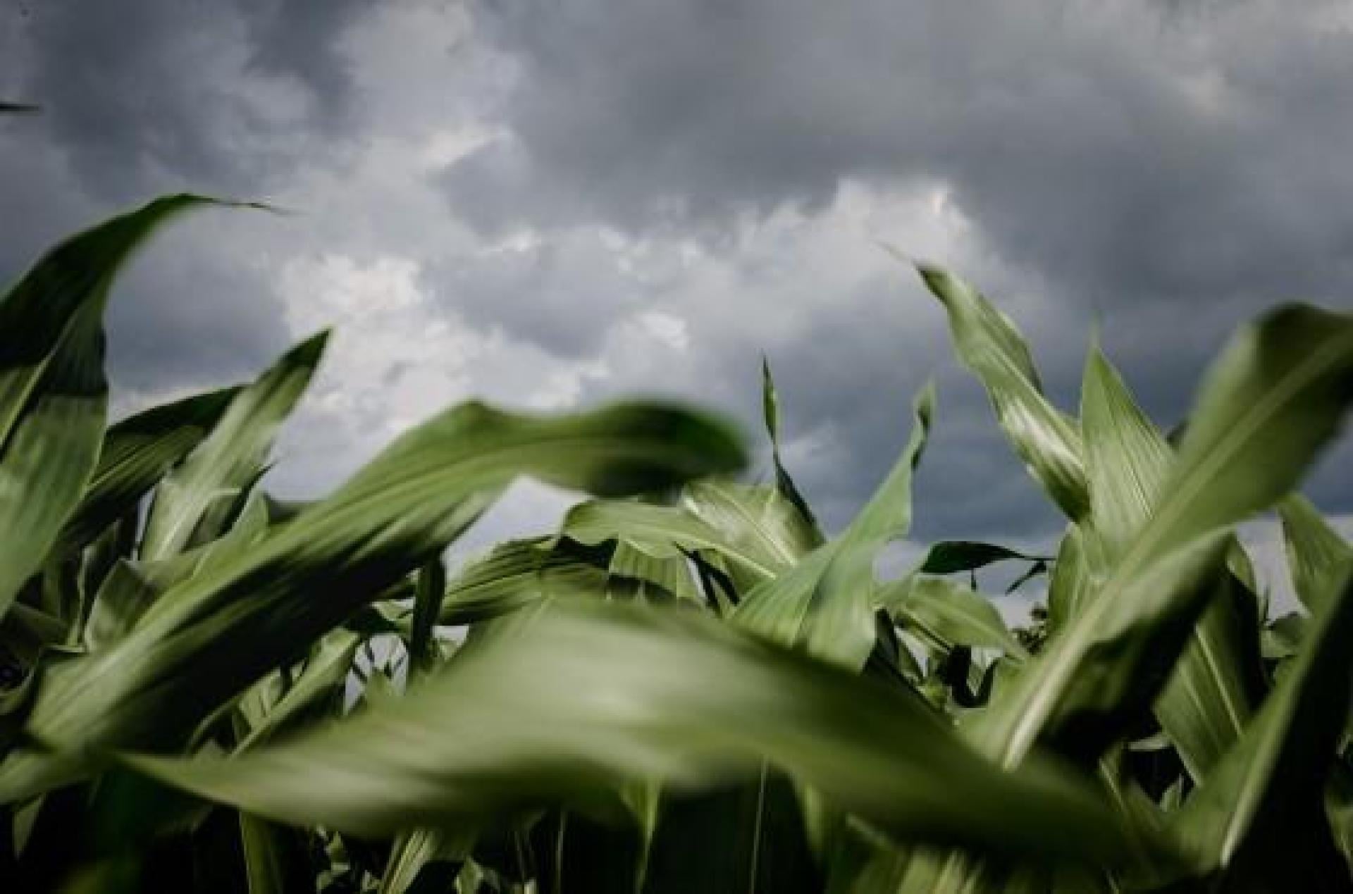Syngenta Cropwise Seed Selector