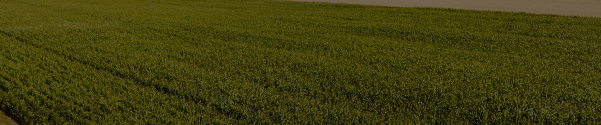 Syngenta | Cropwise Planting | More value for agriculture |