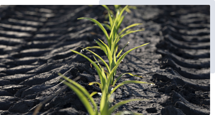 Syngenta | Cropwise planting | szántóföldek és vetőmagok |