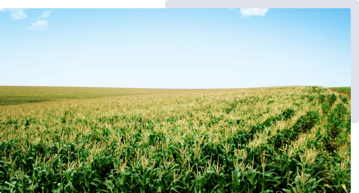 Syngenta | Cropwise planting  | minden gazdaság számára elérhető technológiák |