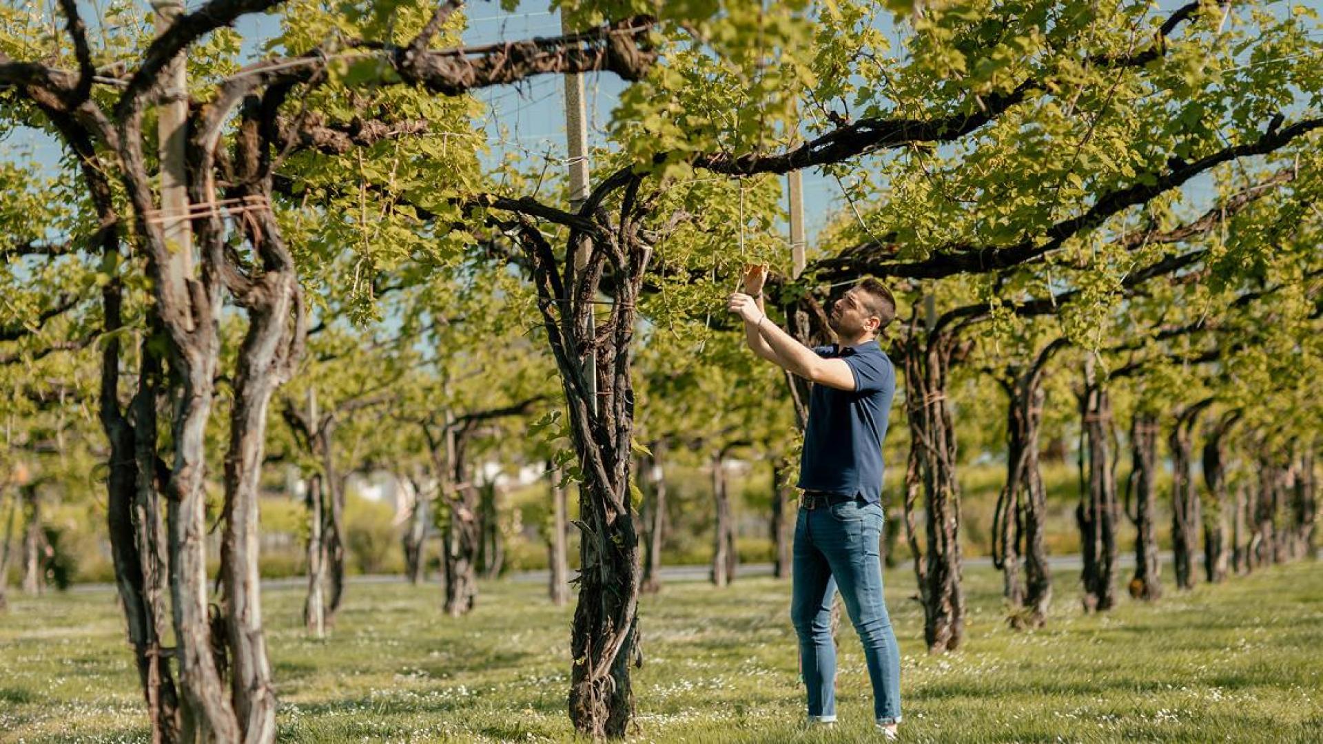 Un ricercatore o tecnico sta effettuando misurazioni o osservazioni su alberi in un frutteto, probabilmente per monitorare la salute delle piante o raccogliere dati. Gli alberi sembrano essere in primavera, con fogliame giovane di colore verde chiaro.