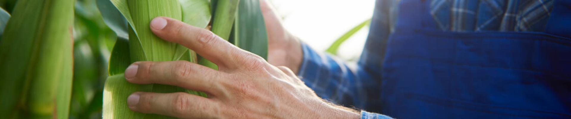 Seed Selector