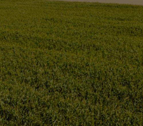 Syngenta | Cropwise Planting | Più valore per l'agricoltura |