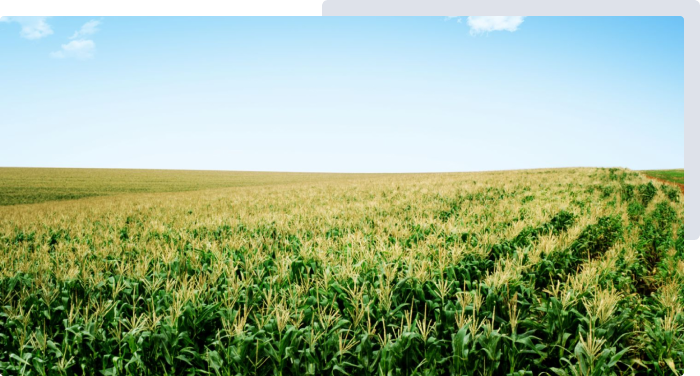 Syngenta | Cropwise planting  | tecnologie disponibili per tutte le aziende agricole |