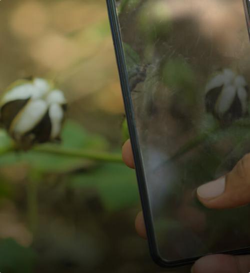 Digital ag improves the planning and monitoring of cotton crops