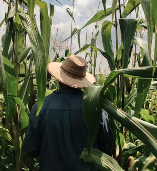 Marina Taborda's Cropwise Protector Success Story