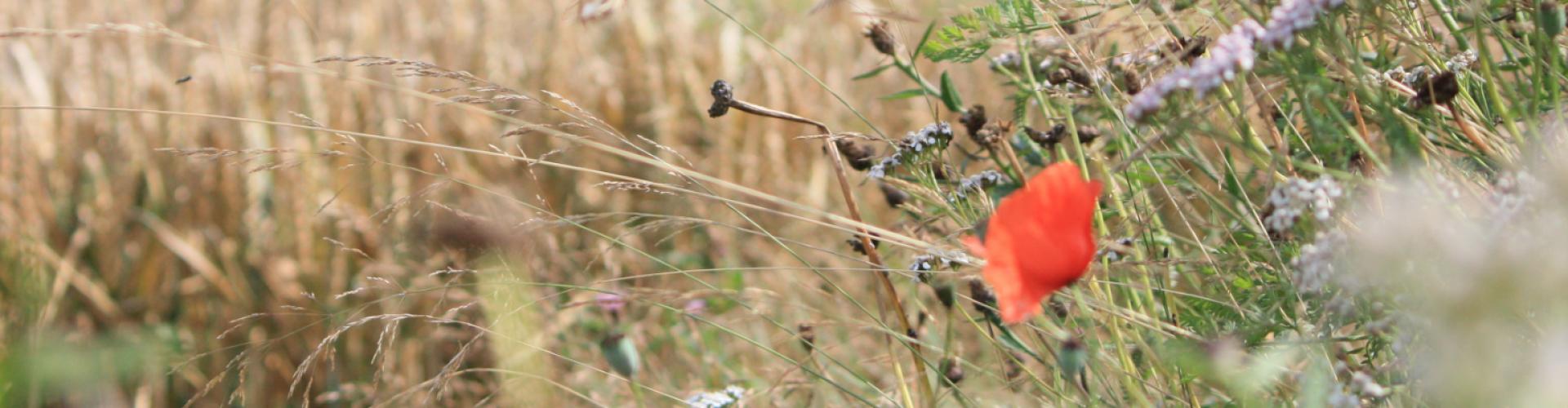 Stappenplan biodiversiteit voor familiebedrijf