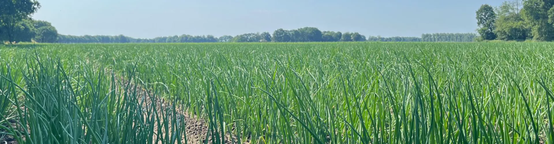 Panoramafoto van groen graanveld met bomen en blauwe lucht