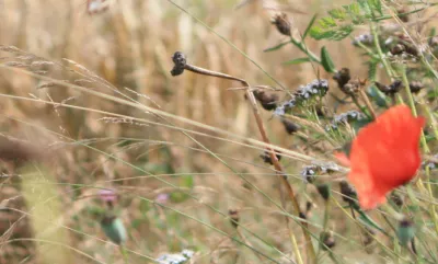 Stappenplan biodiversiteit voor familiebedrijf
