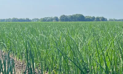 Panoramafoto van groen graanveld met bomen en blauwe lucht