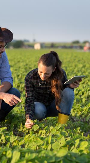 Two farmerscrouching in the field