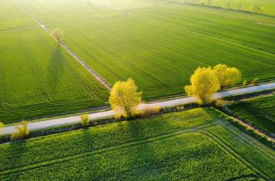 green field with yellow threes and a road in the morning