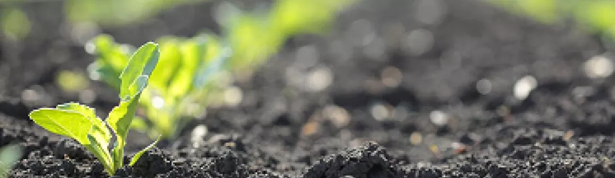 crop field for Interrascan empowering growers to understand and improve soil health