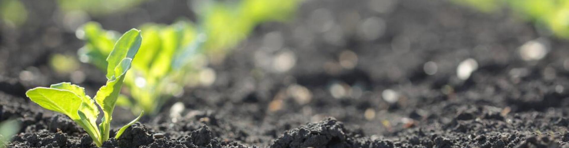 Interra®Scan: Umożliwienie plantatorom zrozumienia i poprawy stanu gleb