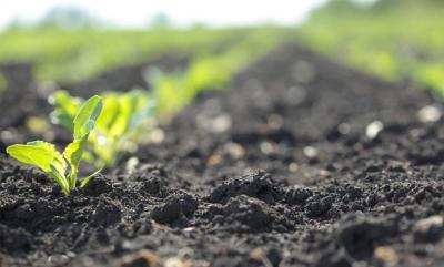 Interra®Scan: Umożliwienie plantatorom zrozumienia i poprawy stanu gleb