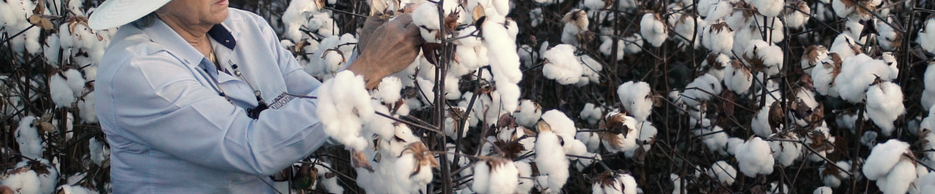 Grower checking her cotton field