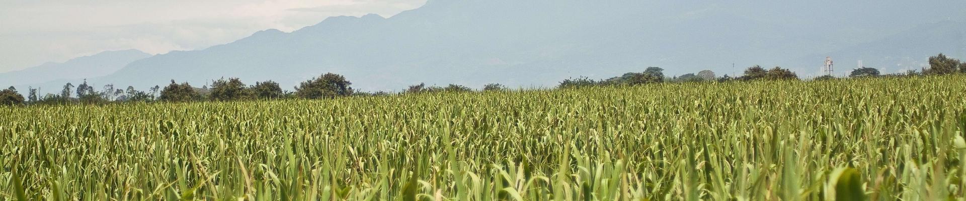 Sugar cane field in Colombia