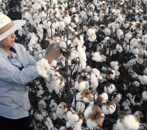 Grower checking her cotton field