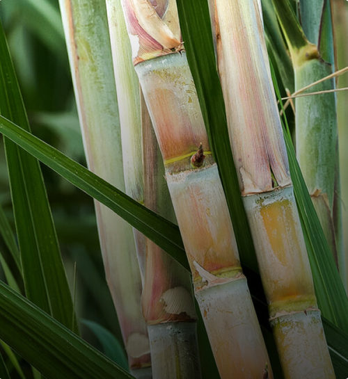 Sugar cane farmers that use digital tools have more productivity and lower costs