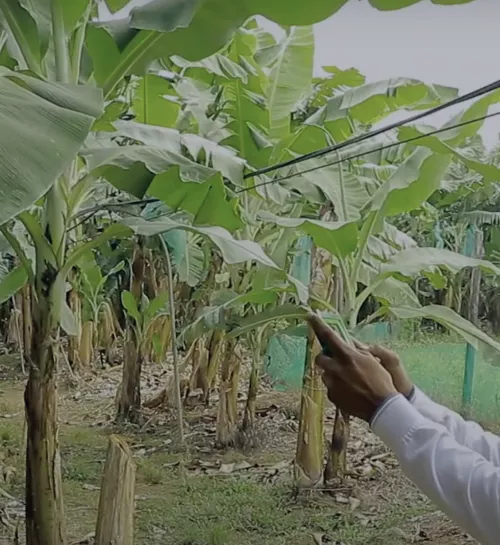 CAIS' Battle Against Sigatoka with Cropwise Protector