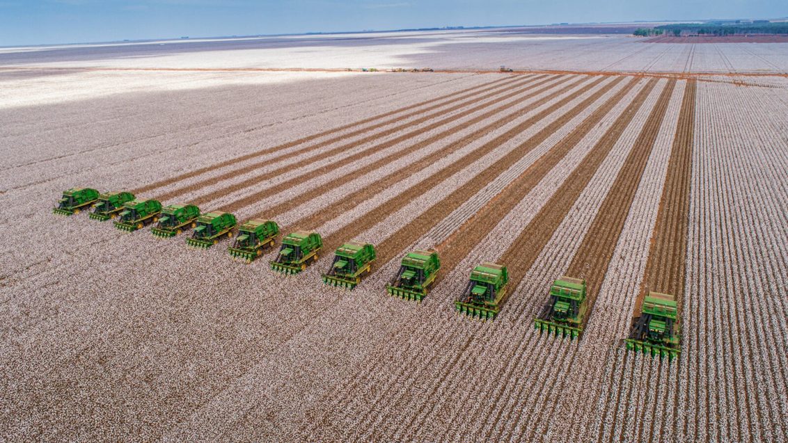 In the cotton-growing regions of Brazil, movement of people and machinery on the farms is intensifying.