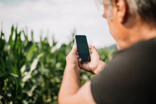 A person holding a cellphone in front of a field of corn