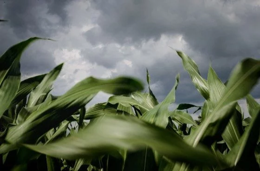 Close-up of a corn field