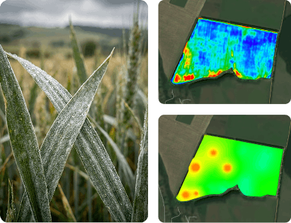 Two NDVI maps next to a frozen crop in the field