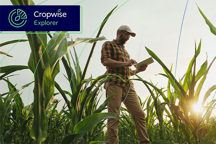 Farmer in a cornfield at sunset, using a tablet to inspect crops