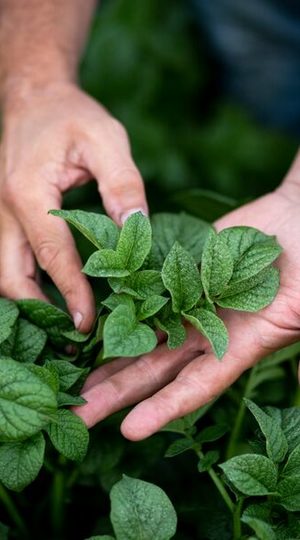 Grower touching Potato plants